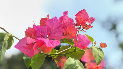 綿陽網站開發公司