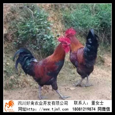 西華縣快大嘛烏九斤黃雞苗批發禽類