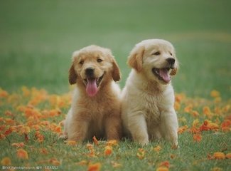 游泳--短池世錦賽:澳大利亞隊(duì)打破女子4x100米自由泳接力世界紀(jì)錄