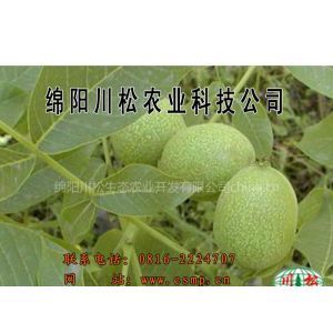 供應四川嫁接核桃苗