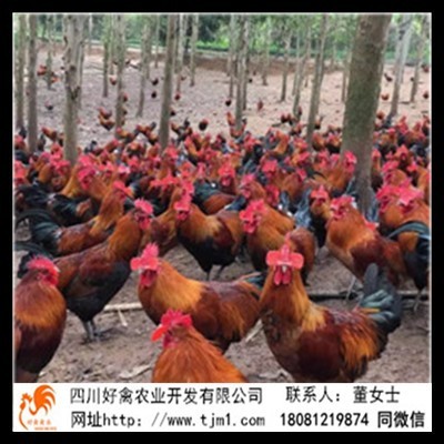 寶興縣快羽九斤黃雞苗供求信息批發(fā)公司